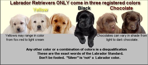 Litters Newlander Labradors